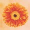 DIAMOND ART BY LEISURE ARTS Sparkle Orange Flower, 8"x8", Beginner Diamond Painting Kits for Adults, Diamond Art for Adults, Diamond Art Kit, Diamond Art Painting